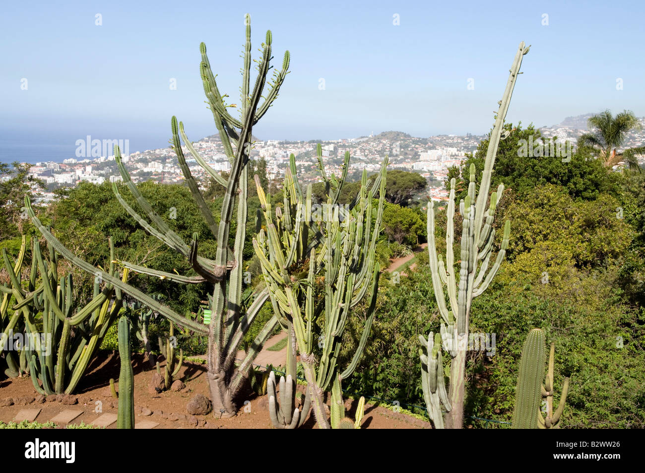 Cacti and succulents hi-res stock photography and images - Alamy