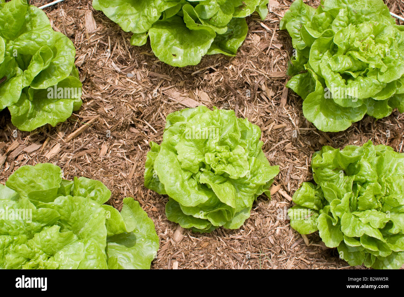 Heads of crisp Bibb lettuce grows in a thick bed of wood chip mulch Stock Photo