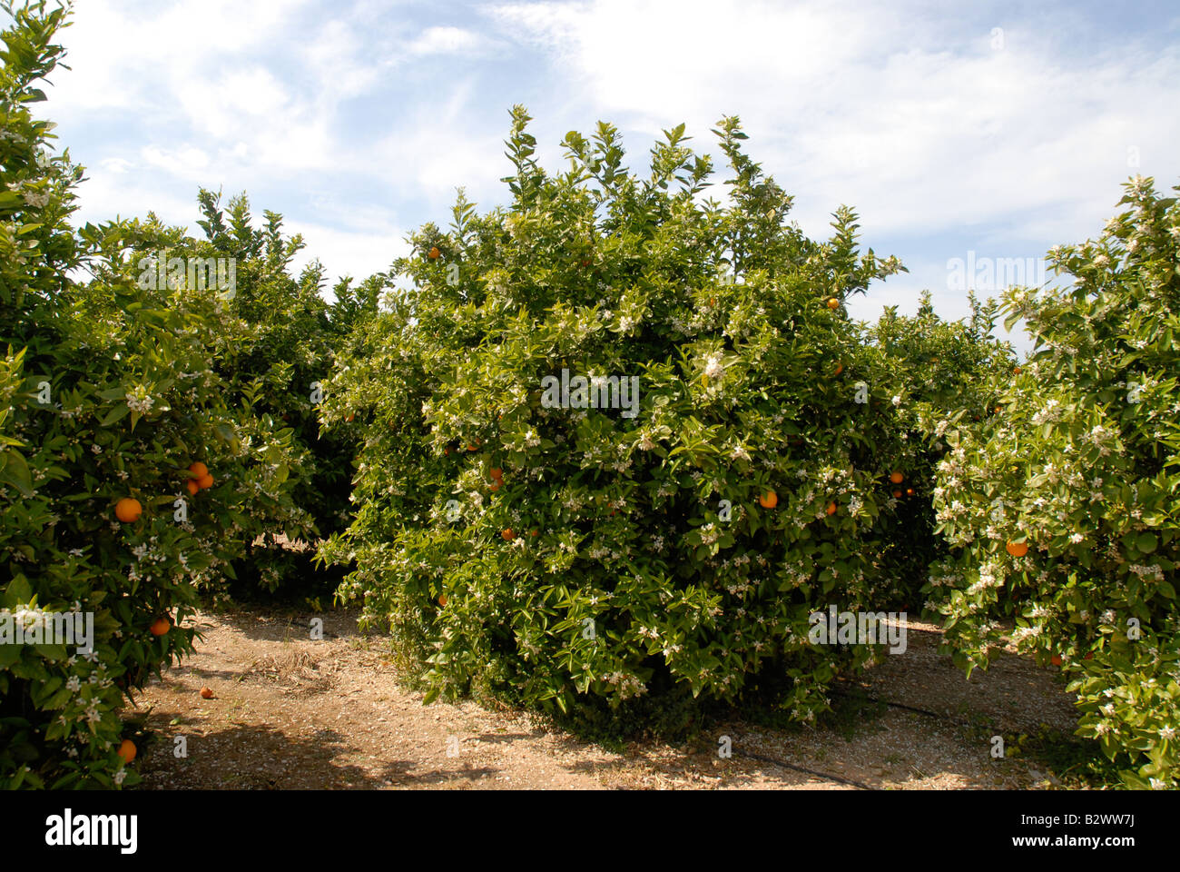 Orange orchard hires stock photography and images Alamy