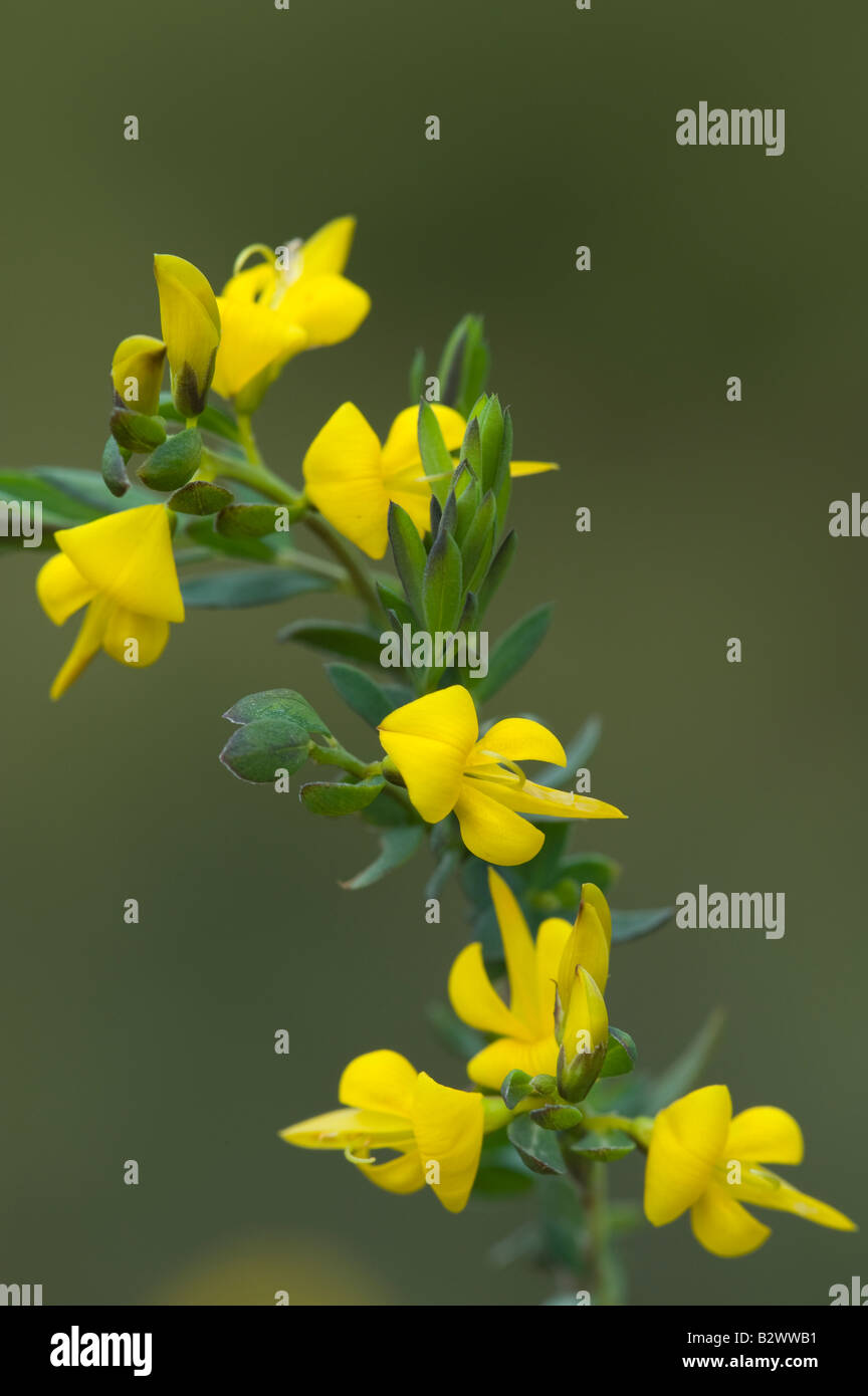 Petty Whin Genista angelica Stock Photo