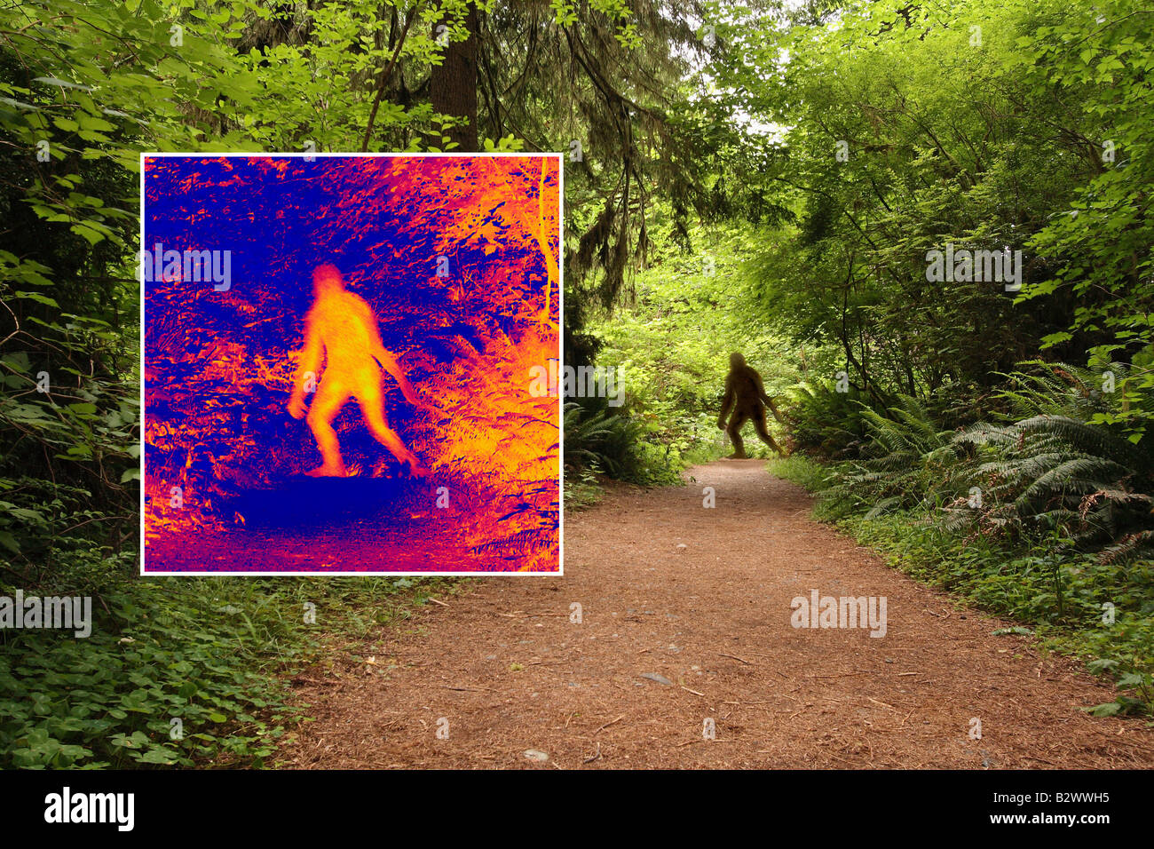 Bigfoot Thermal image analysis Stock Photo