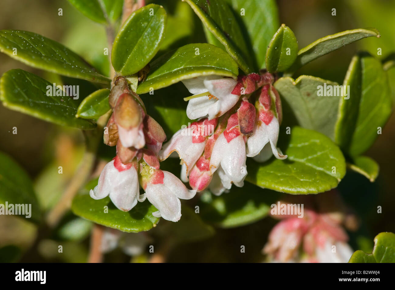 Cowberry Vaccinium vitis idaea flower detail Stock Photo