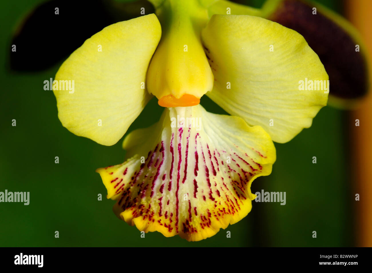 Encylia hires stock photography and images Alamy