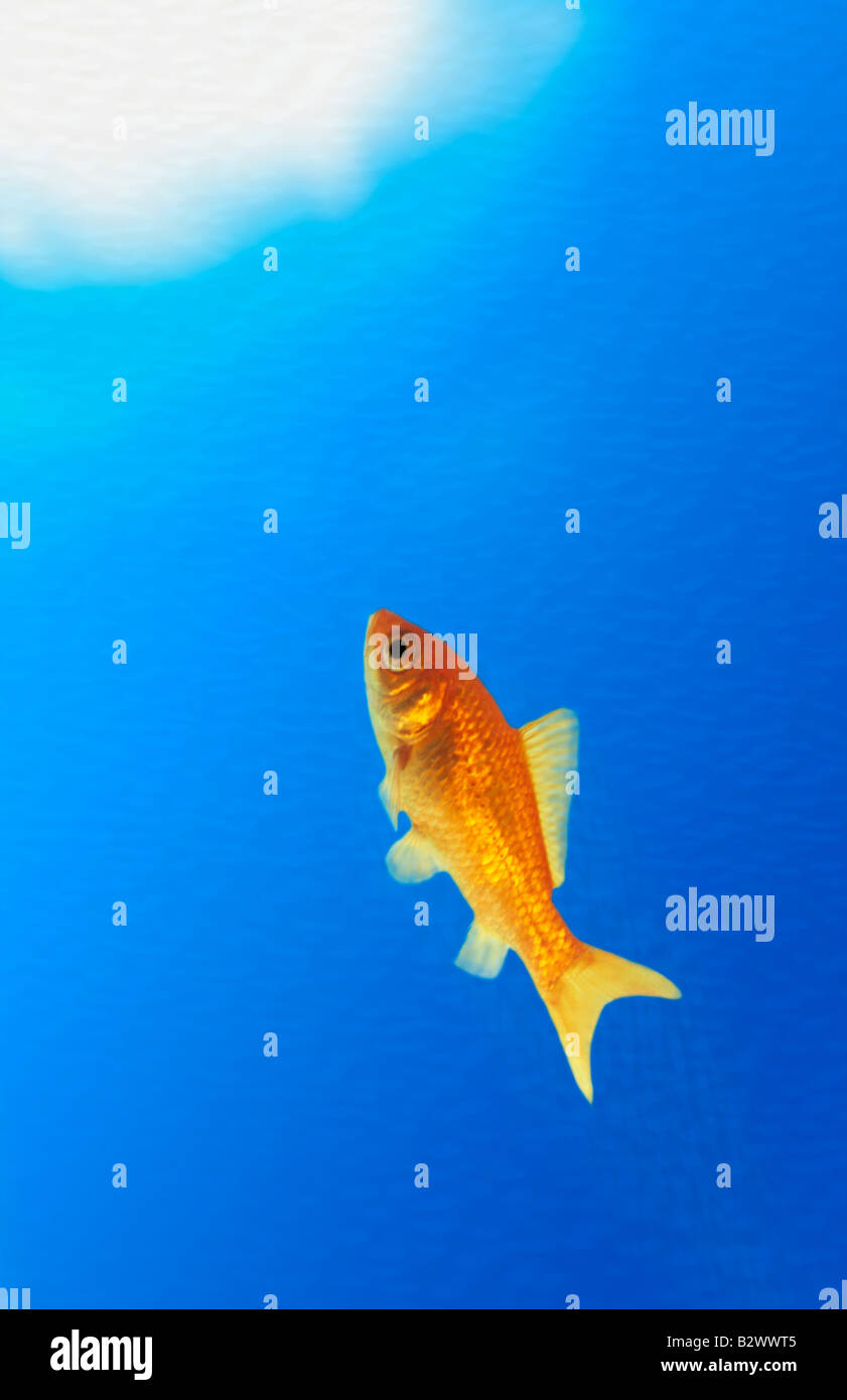 Fish going to surface Stock Photo