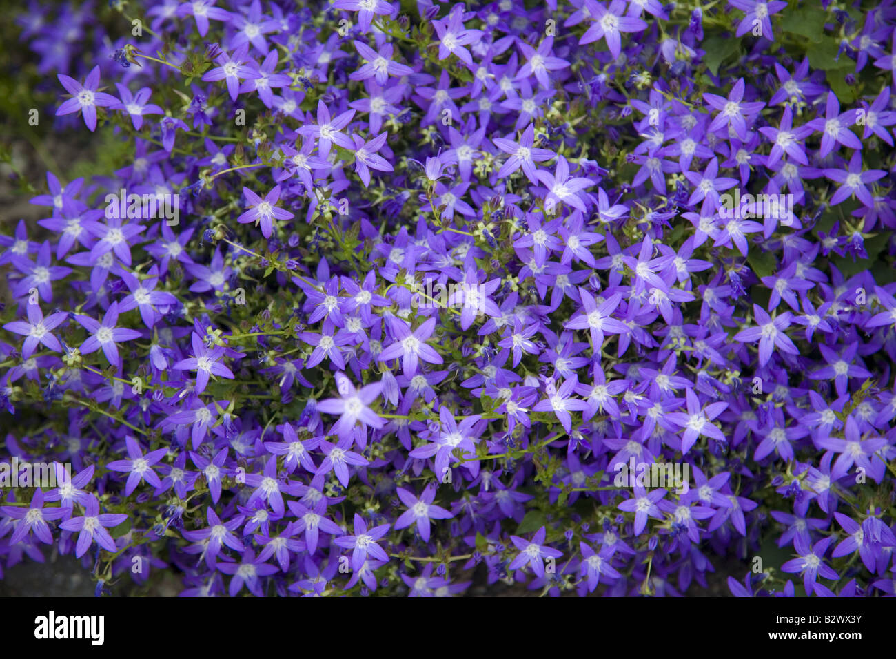 Adriatic bellflower (Campanula garganica) Stock Photo