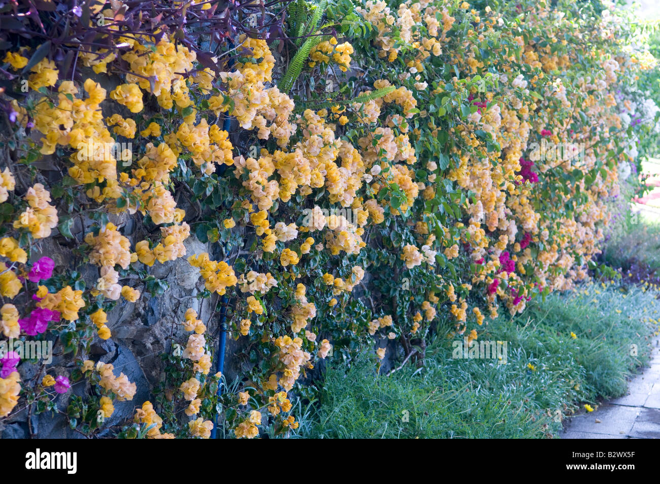 Bougainvillea x buttiana Stock Photo