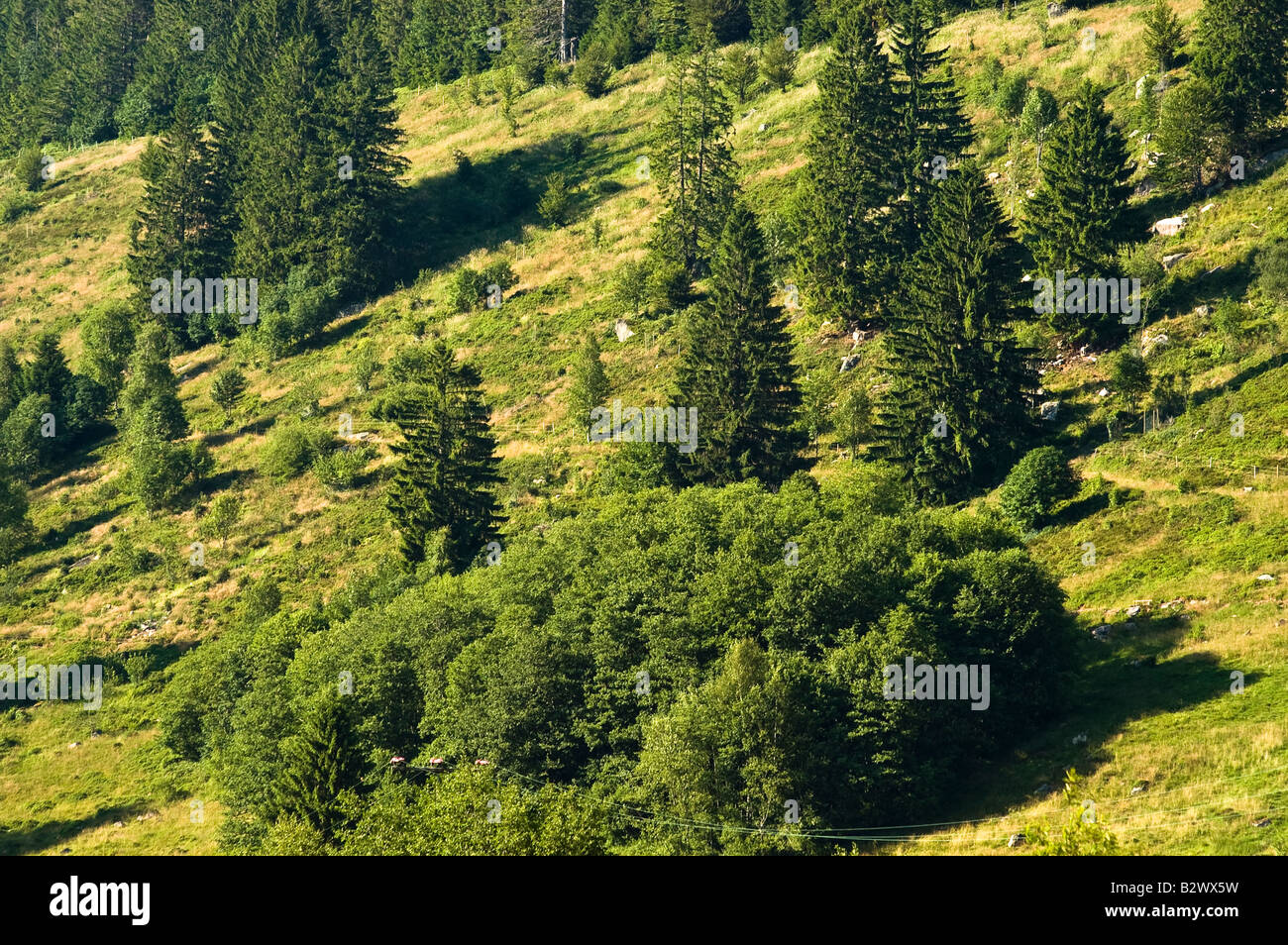 Valley in the black-forest region near Menzenschwand Stock Photo