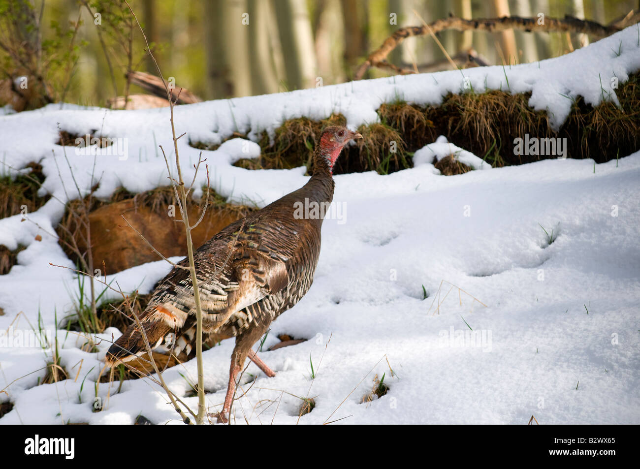 wild turkey running up a snowy bank Stock Photo