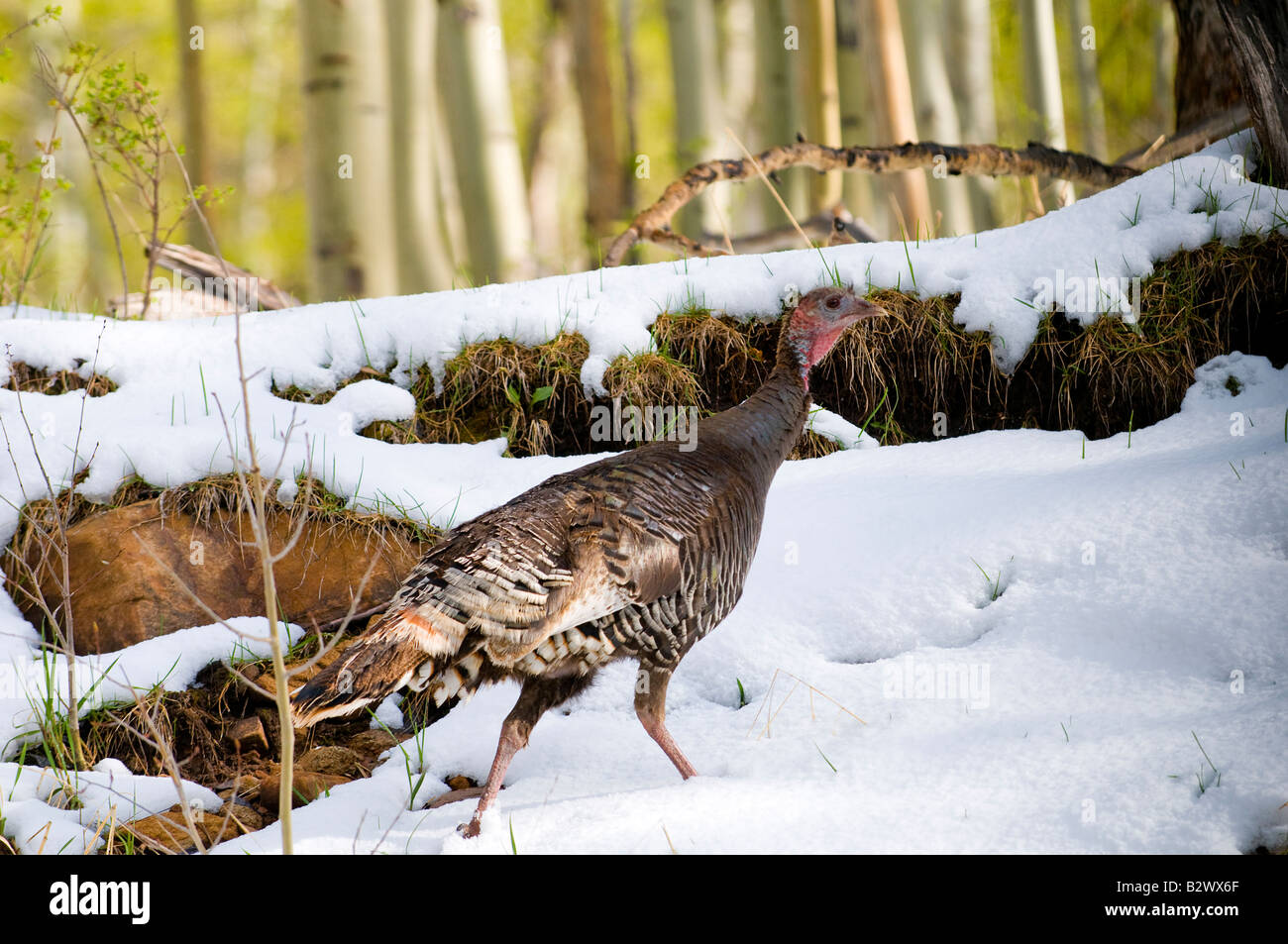 wild turkey running up a snowy bank Stock Photo