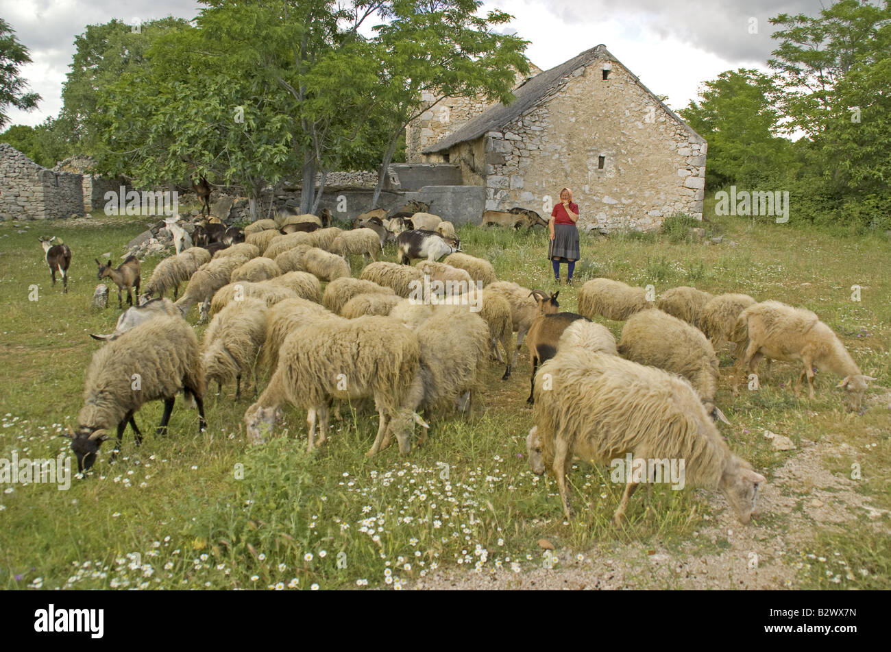 Goat farm in countryside in Vrana region Stock Photo