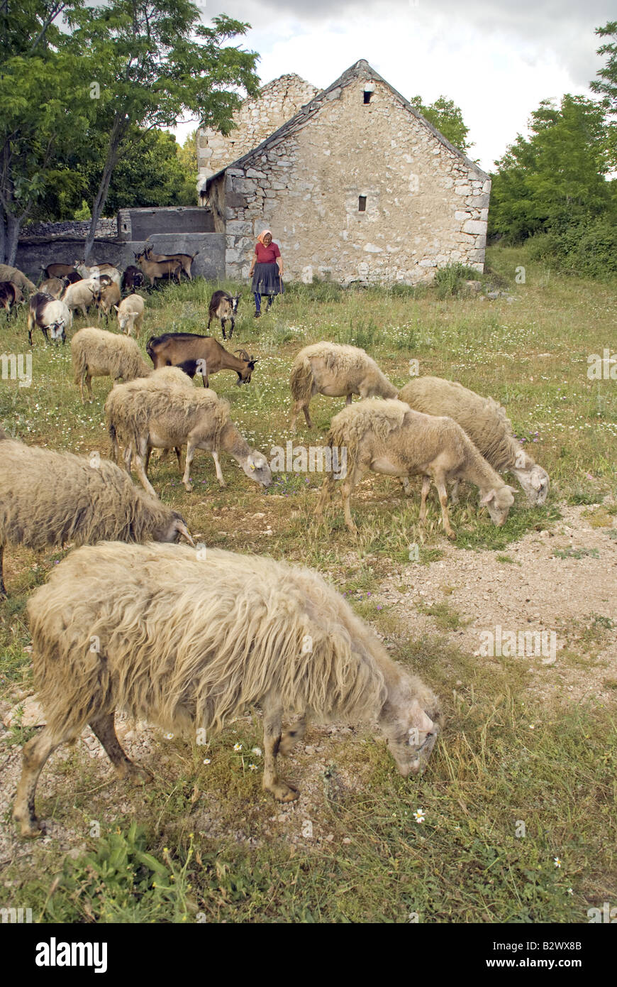 Goat farm in countryside in Vrana region Stock Photo