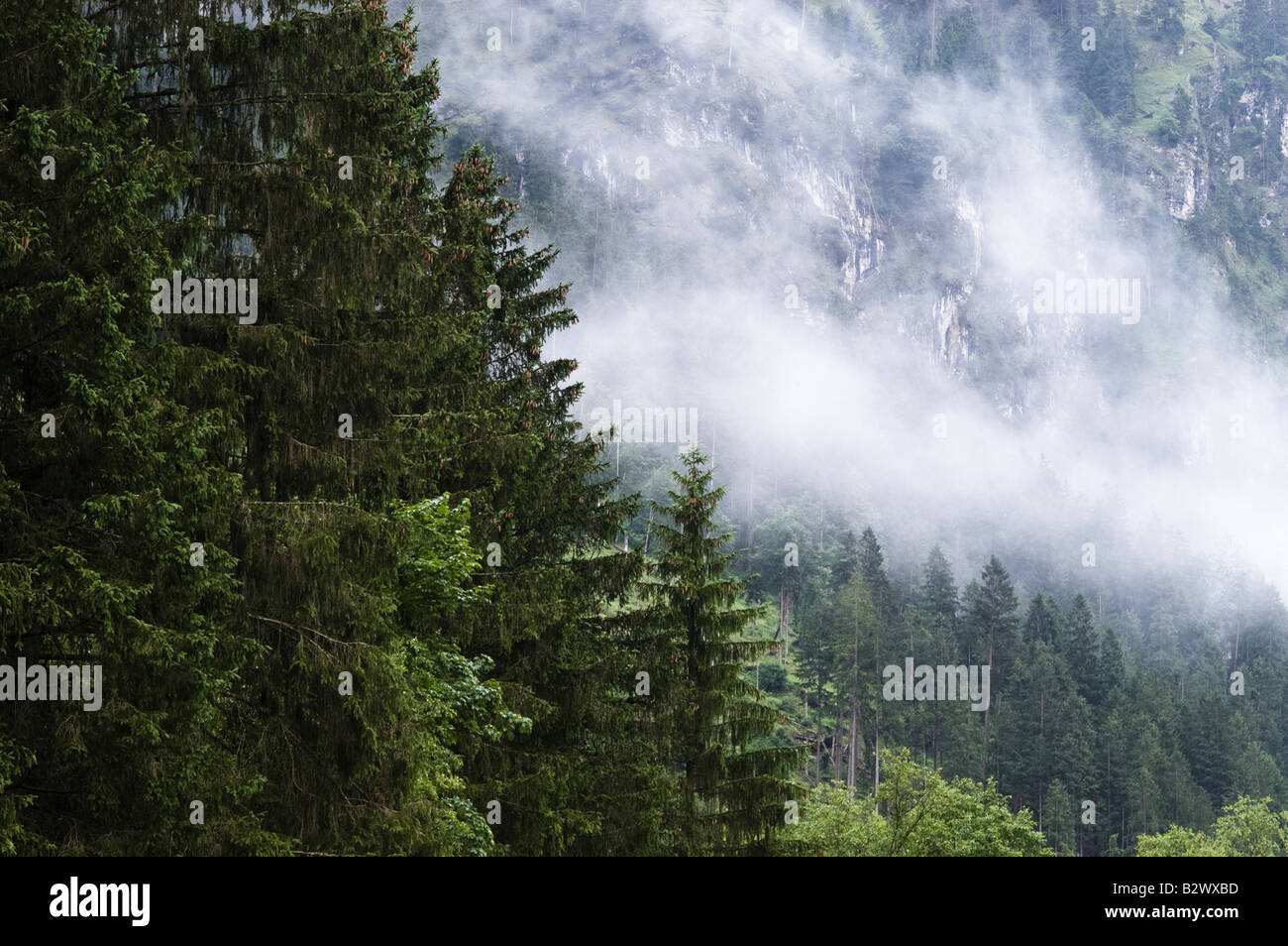 Forest in upper Bavaria Stock Photo