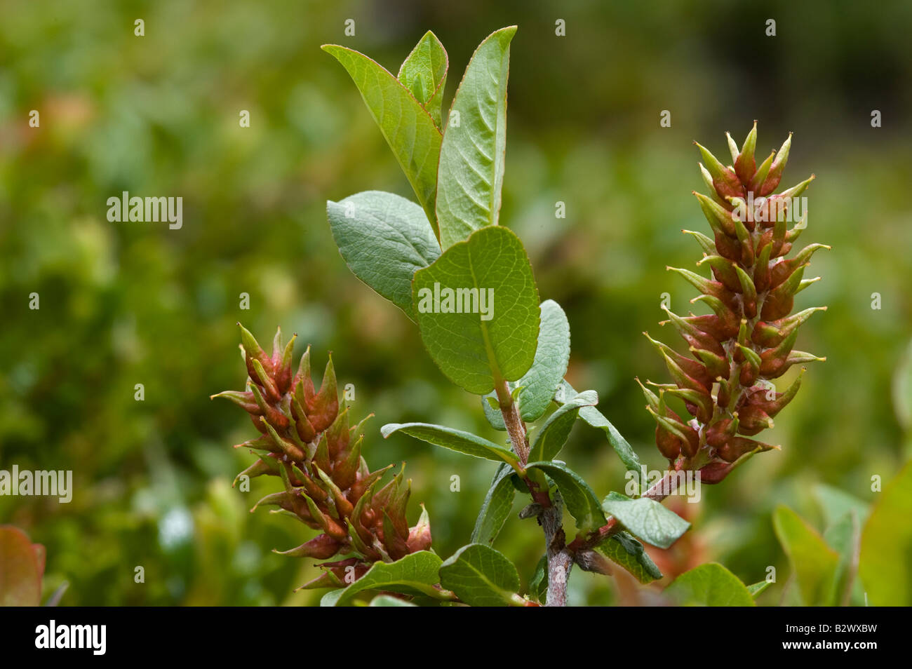 Halbert leafed Willow Salix hastata with catkin Stock Photo