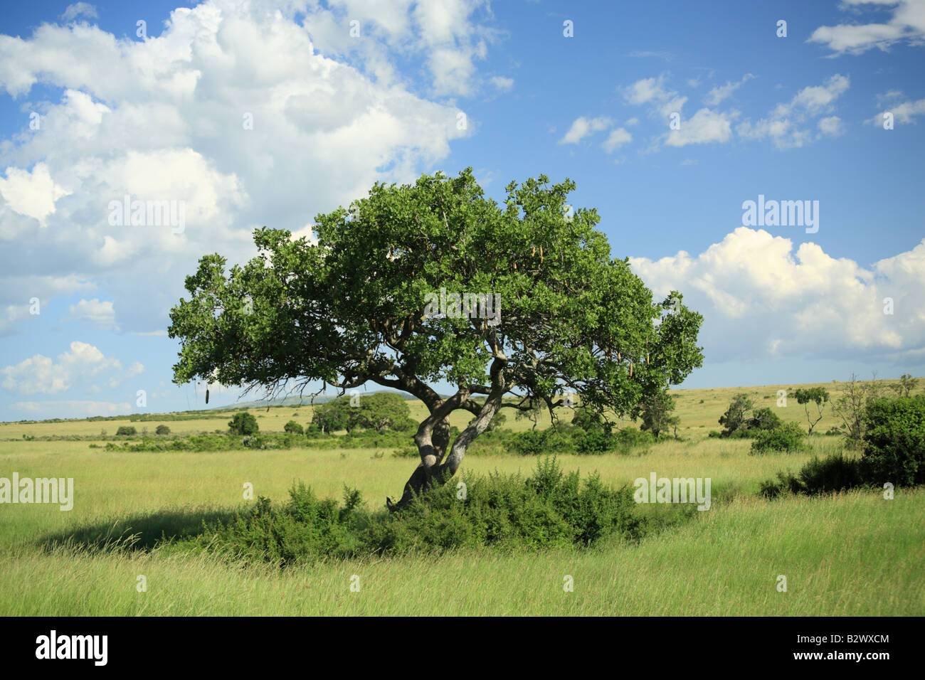 Kigelia pinnata tree also known as the sausage tree Kenya Africa Stock