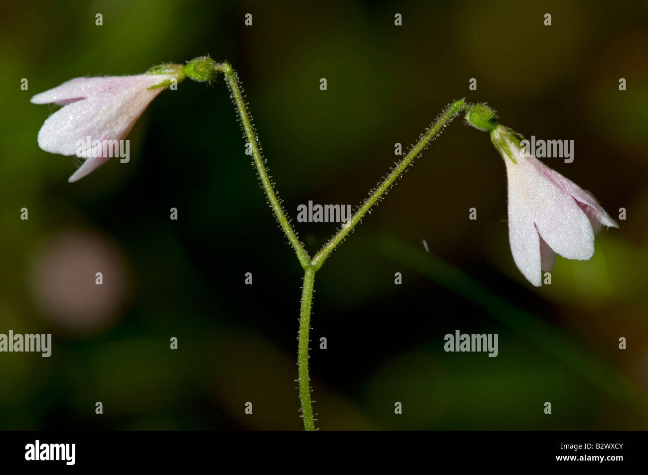 Twin Flower Linnaea borealis flower detail Stock Photo
