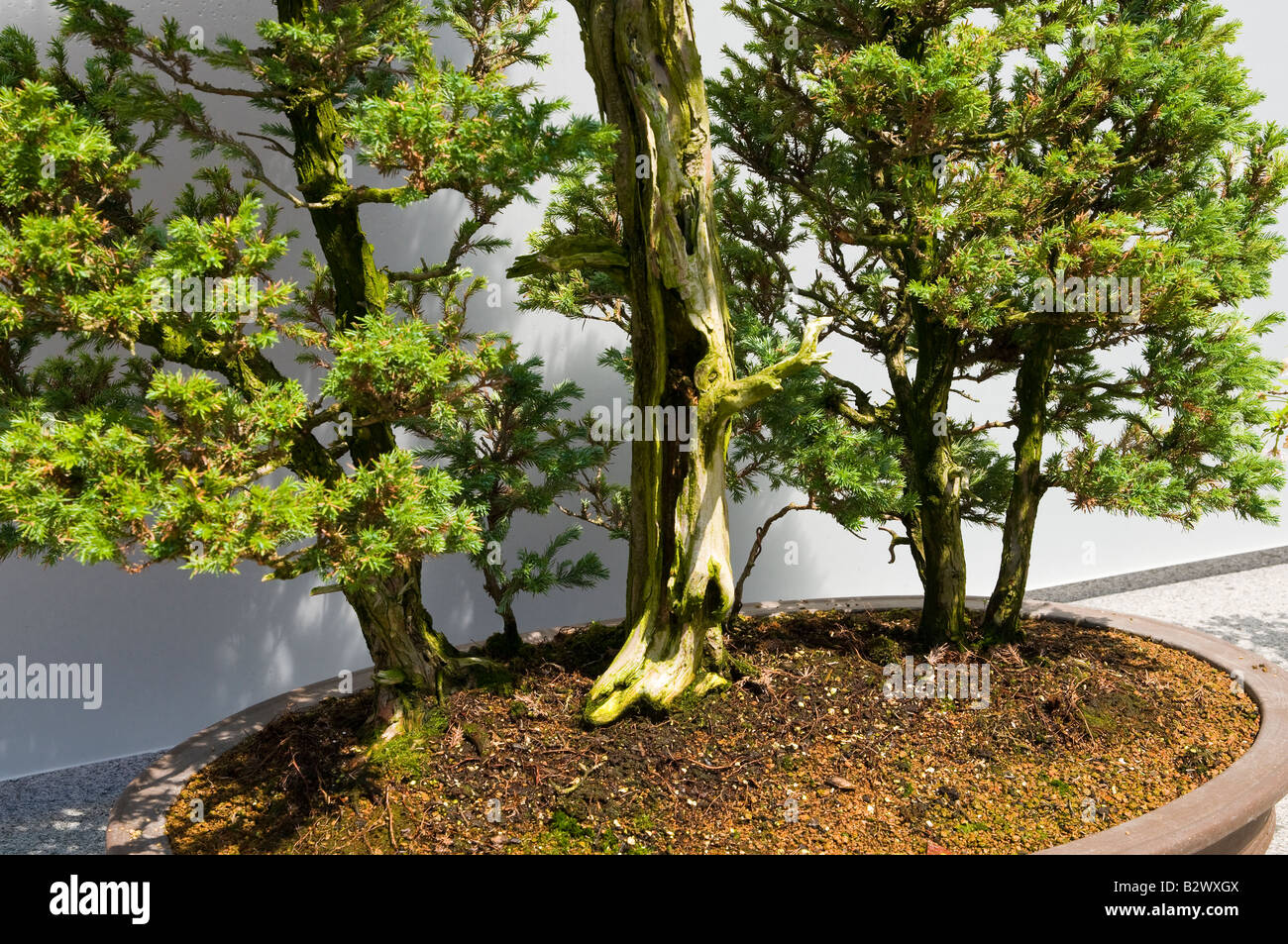 Base view of Boulevard Cypress Bonsai Trees Stock Photo