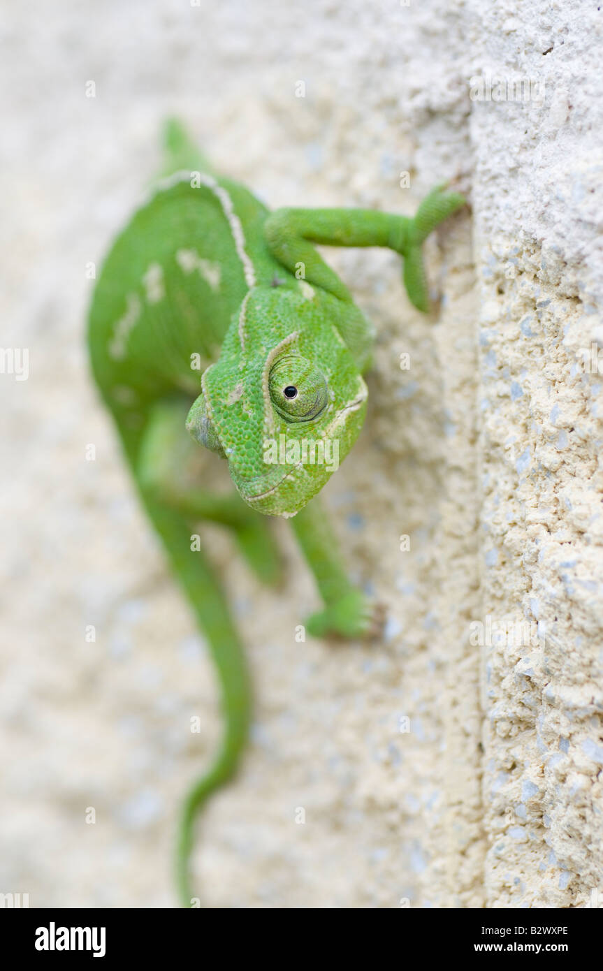 Chameleon Stock Photo