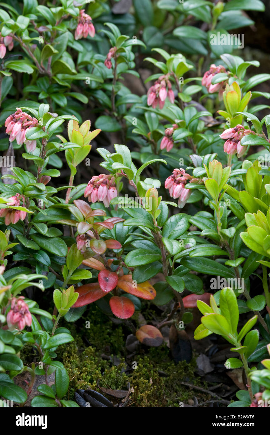 Cowberry Vaccinium vitis idaea flowers and new growth Stock Photo
