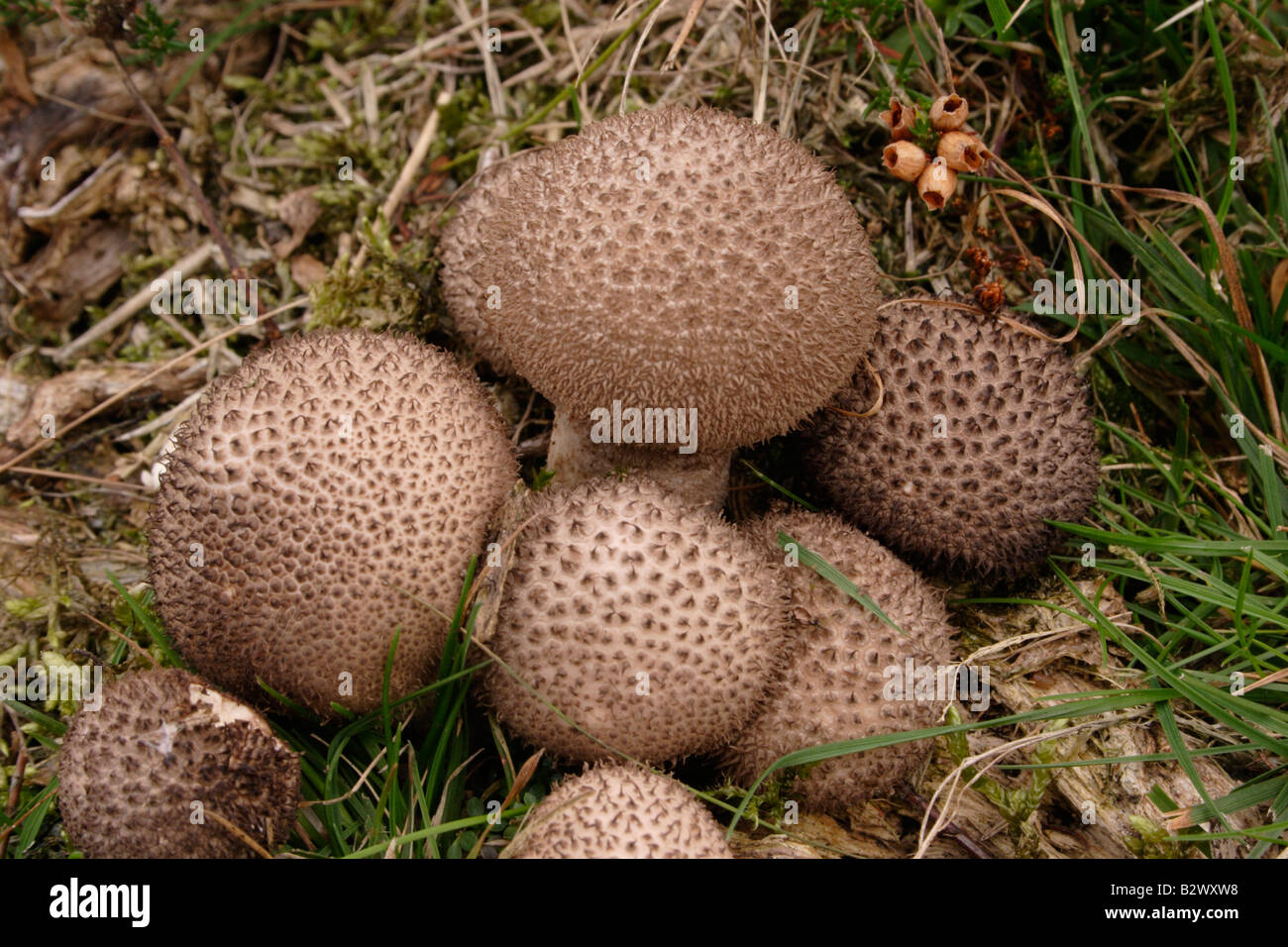 Dusky puffball Lycoperdon nigrescens UK Stock Photo