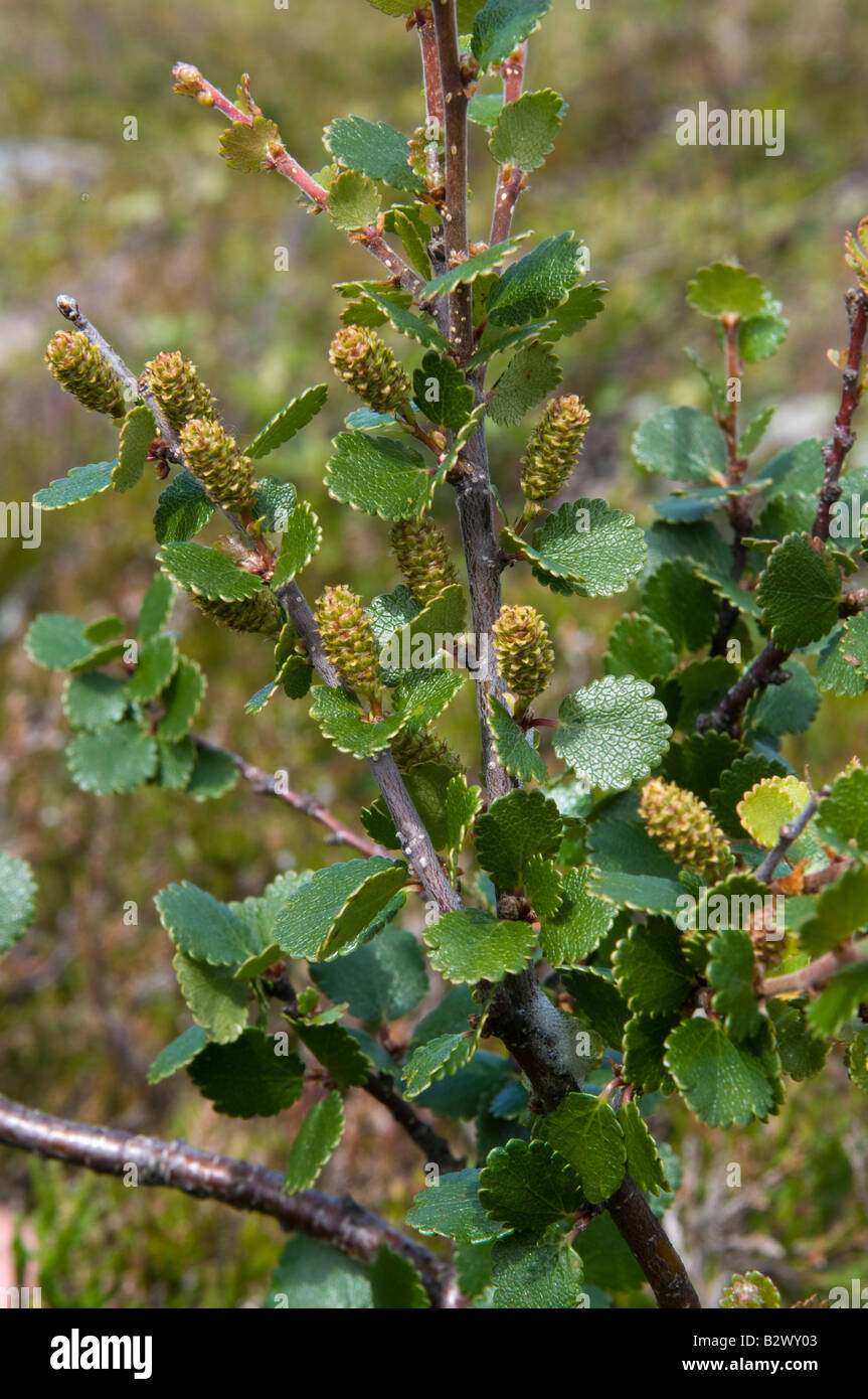 Dwarf Birch Betula nana with catkins Stock Photo