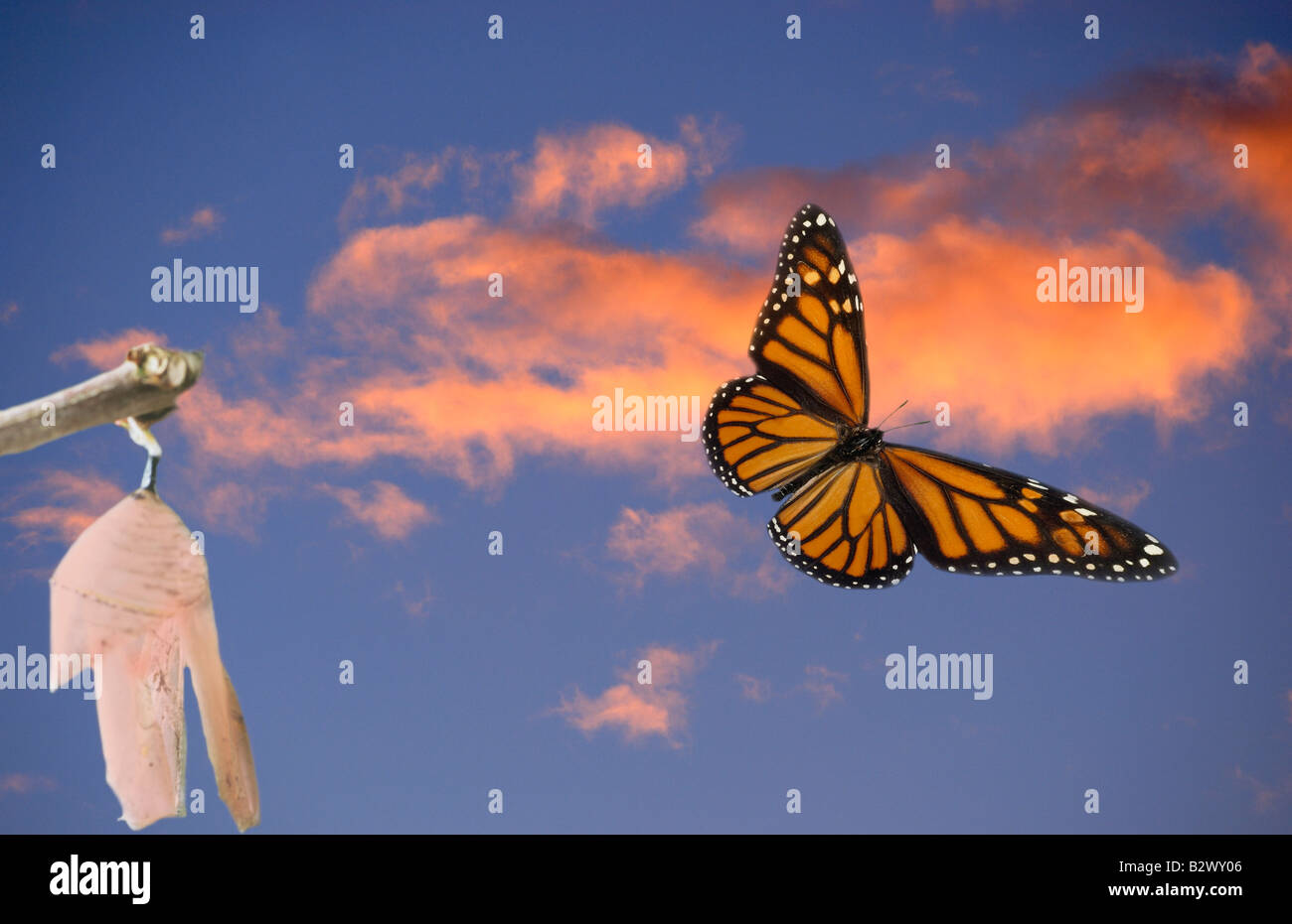 Butterfly leaving cocoon hires stock photography and images Alamy
