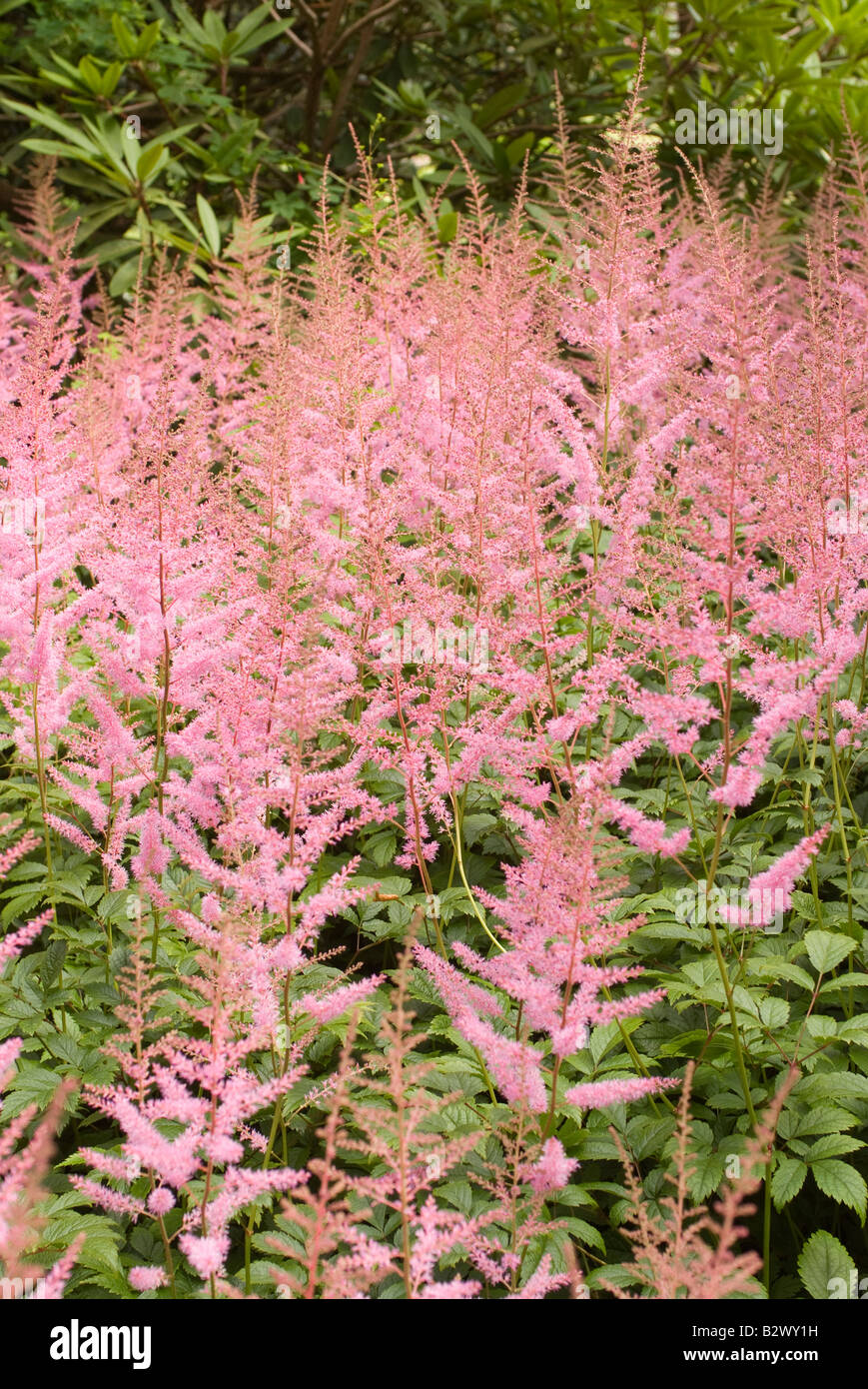Wispy Pink Astilbe Chinensis Flowers at Logan Botanic Garden Dumfries and Galloway Scotland United Kingdom Stock Photo