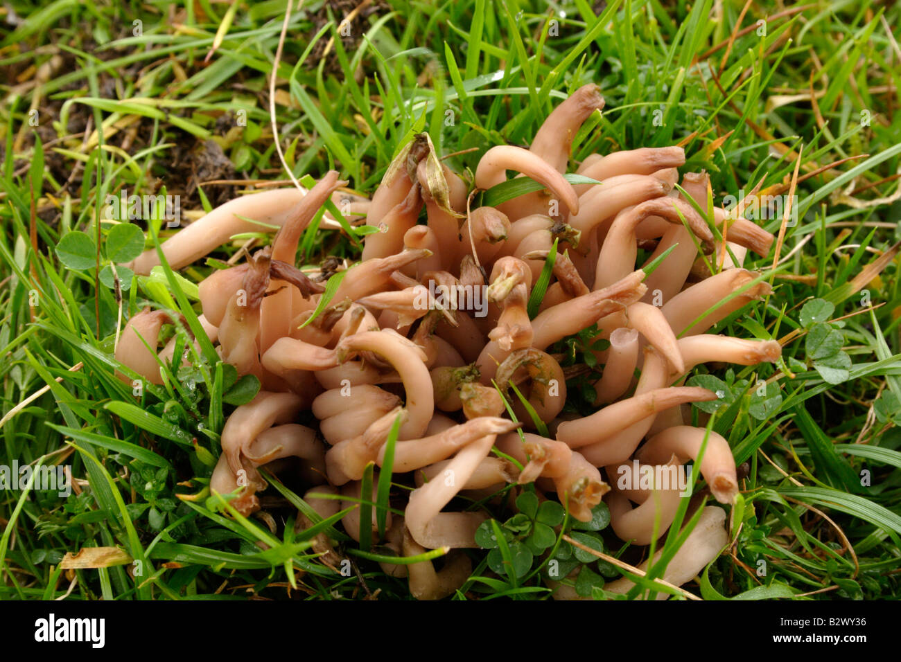 Smoky spindles fungus Clavaria fumosa on moorland UK Stock Photo