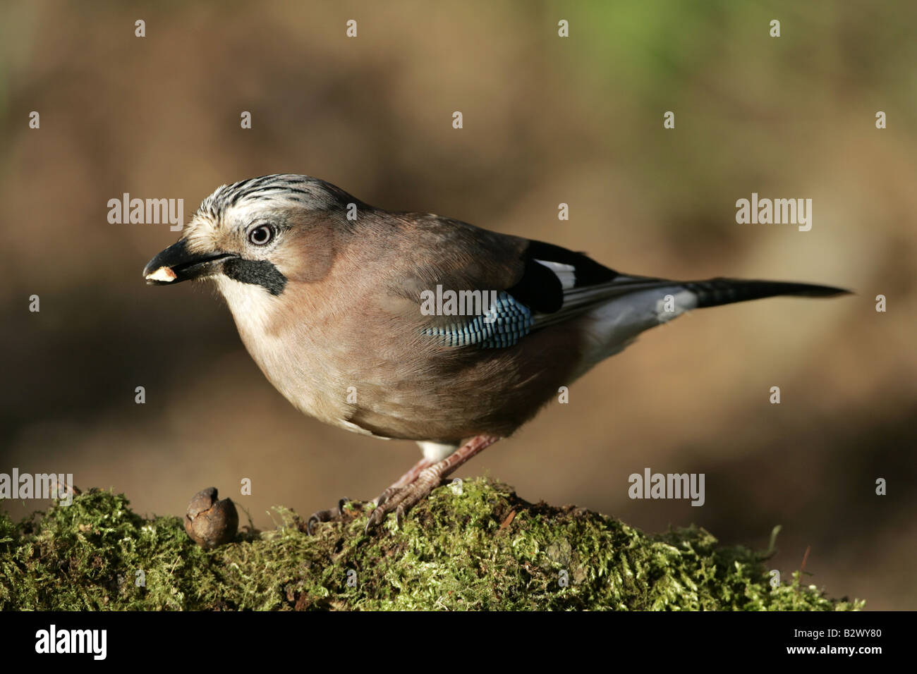 Wild European Jay feeding in UK on mossy log Stock Photo