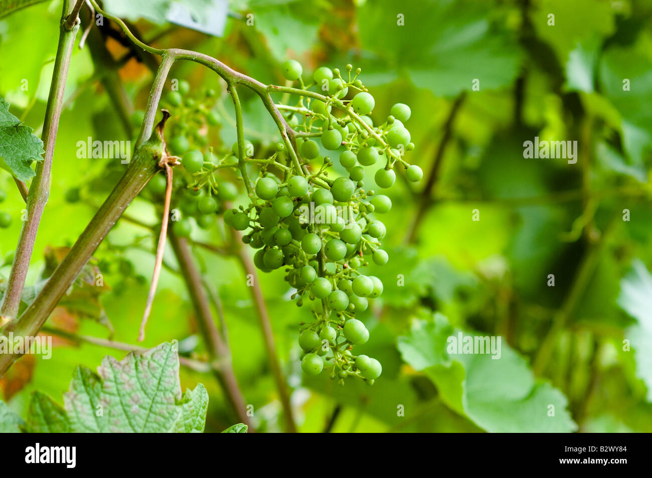 Common grape wine Stock Photo Alamy