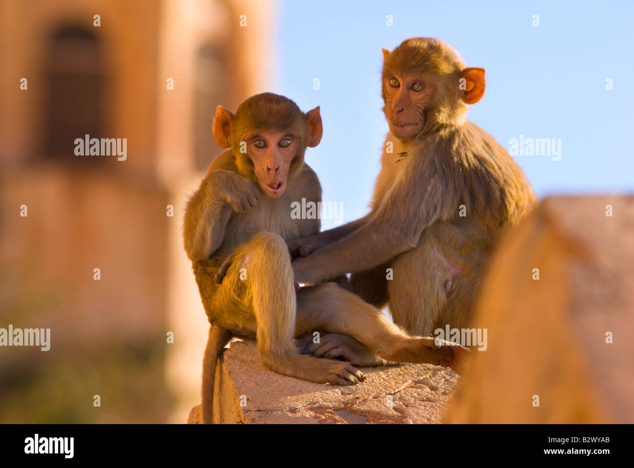 Monkeys at Tiger Fort, Jaipur City, Rajasthan, India, Subcontinent, Asia Stock Photo