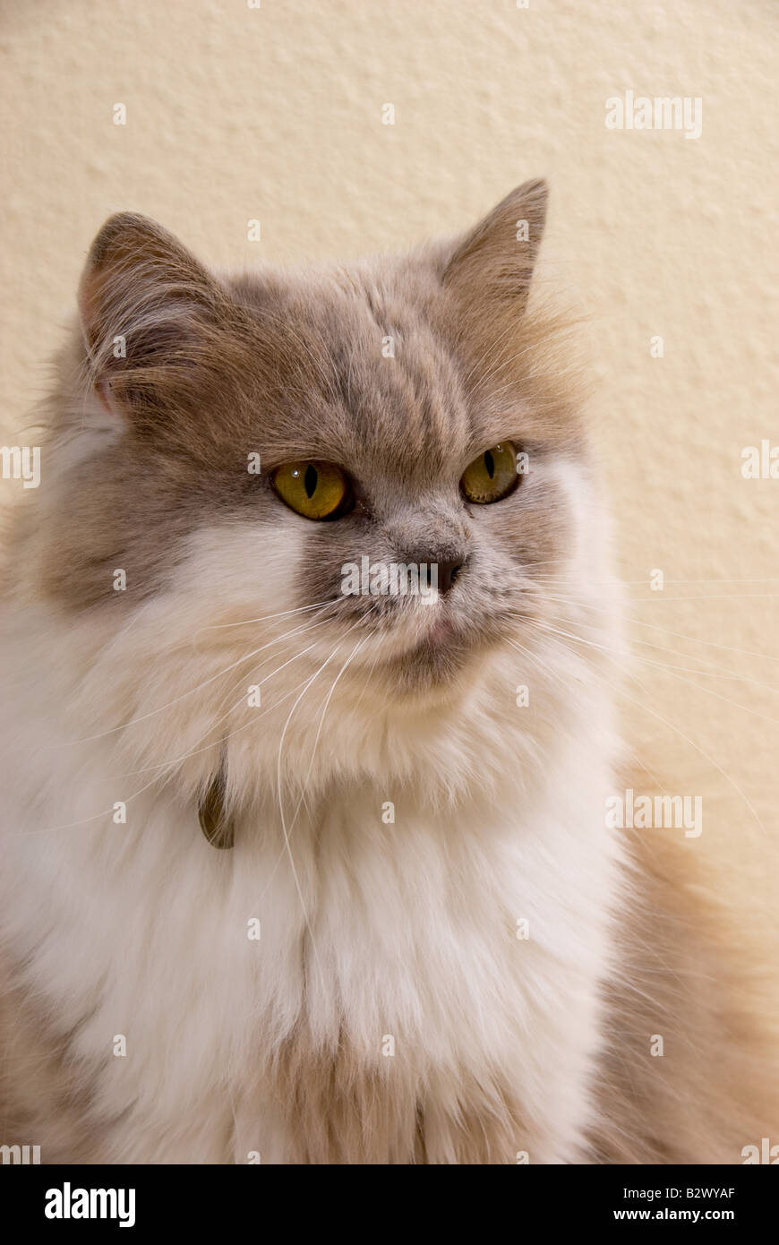 Long hair british cat hi-res stock photography and images - Alamy Long hair british cat hi-res stock photography and images - Alamy