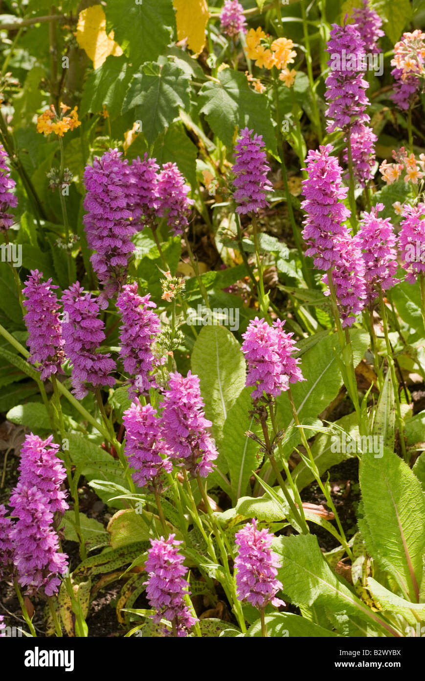 Western Marsh Orchids in Flower at Logan Botanic Garden Dumfries and Galloway Scotland United Kingdom Stock Photo