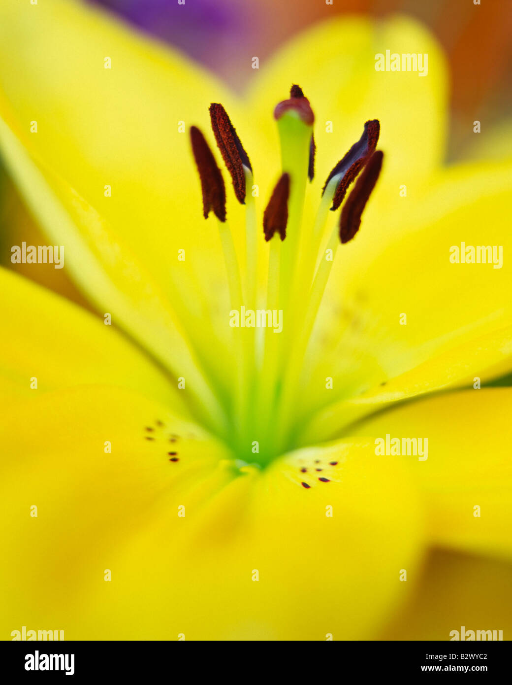 Close up of the head and stamens of a lily Stock Photo