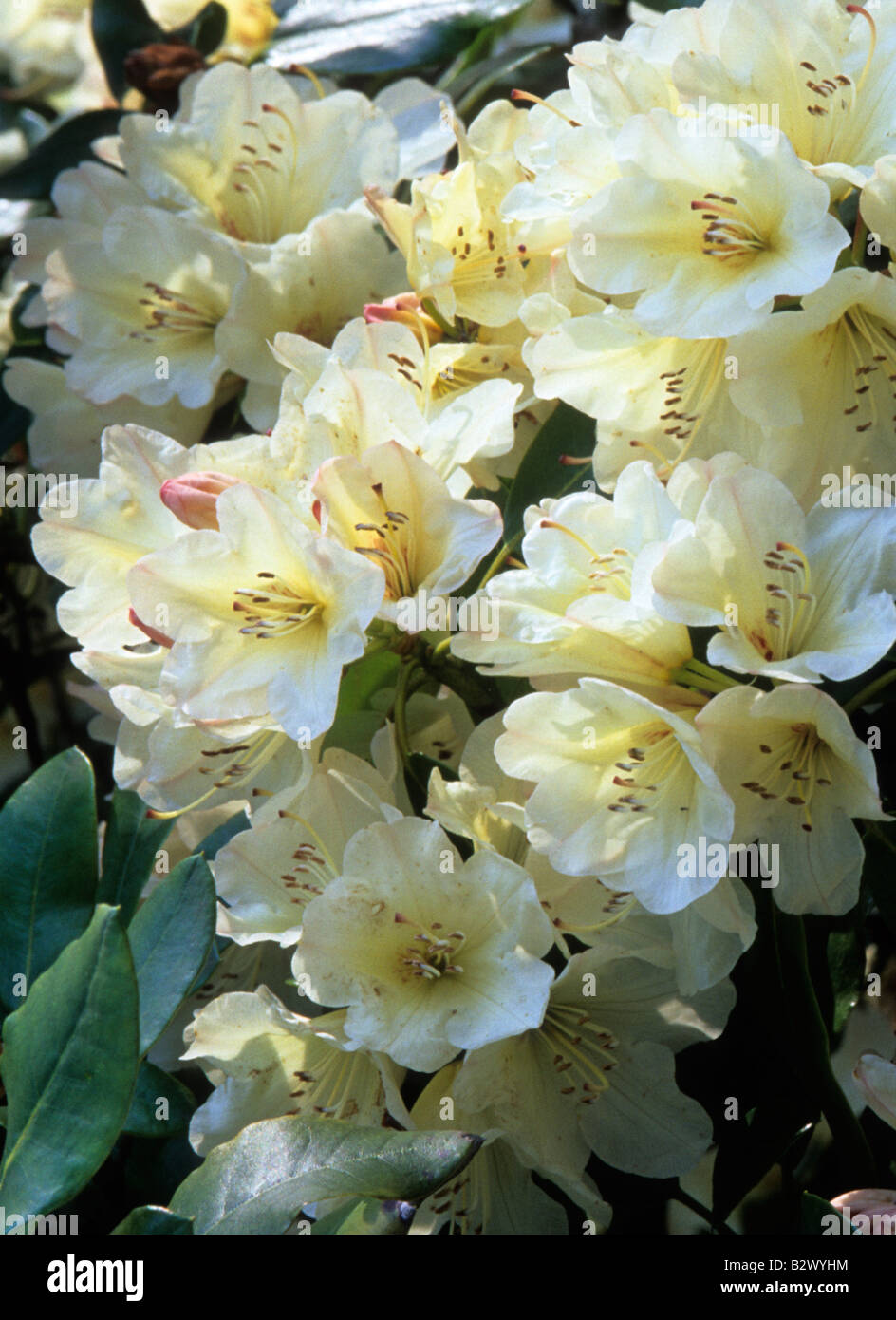 Rhododendron Dairymaid Stock Photo