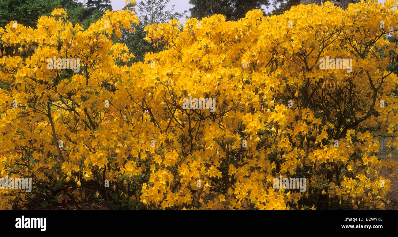 exbury azalea Rhododendron Golden Oriole Stock Photo Alamy