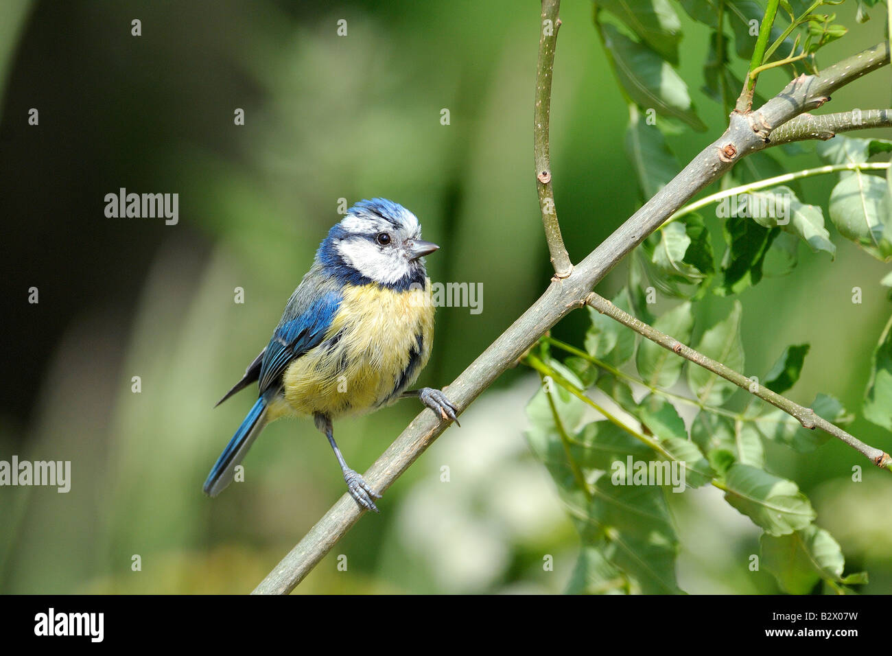 A Blue Tit Parus caeruleus sitting on a tree branch with unclutered out of focus background Stock Photo