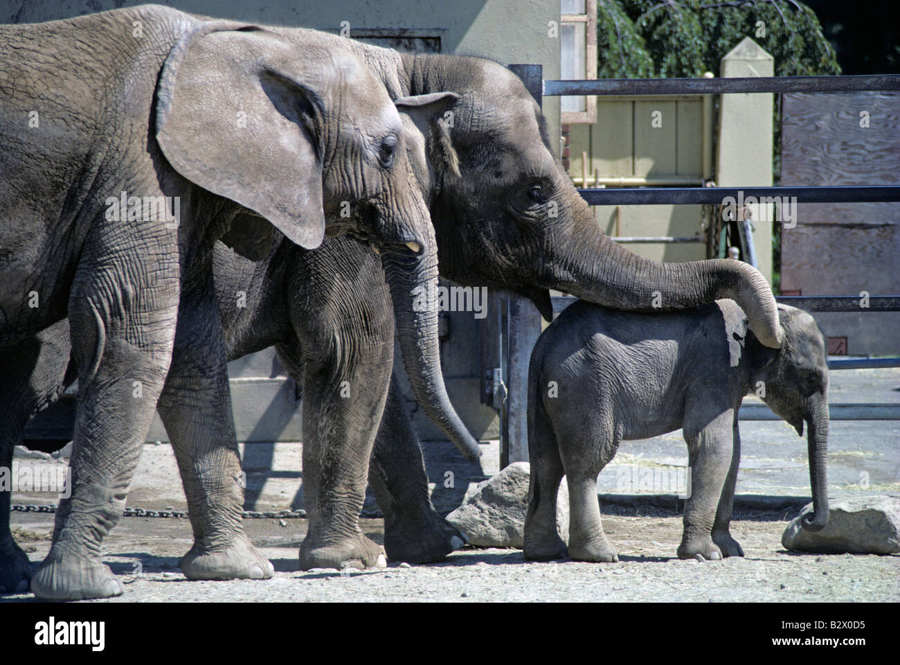 Retro image of African and Indian elephants at the Woodland Park zoo