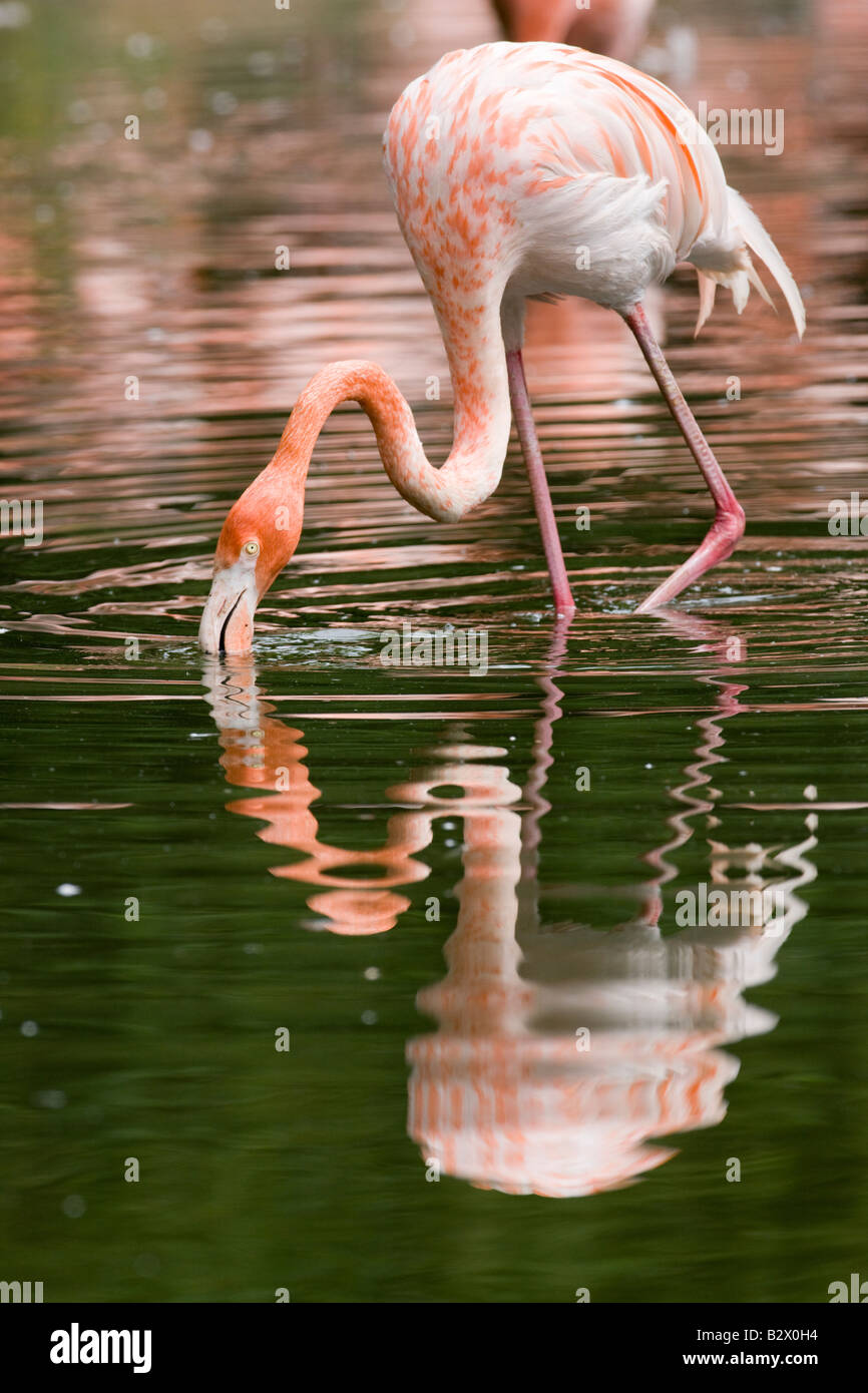 Pink flamingo at WWT Llanelli Stock Photo