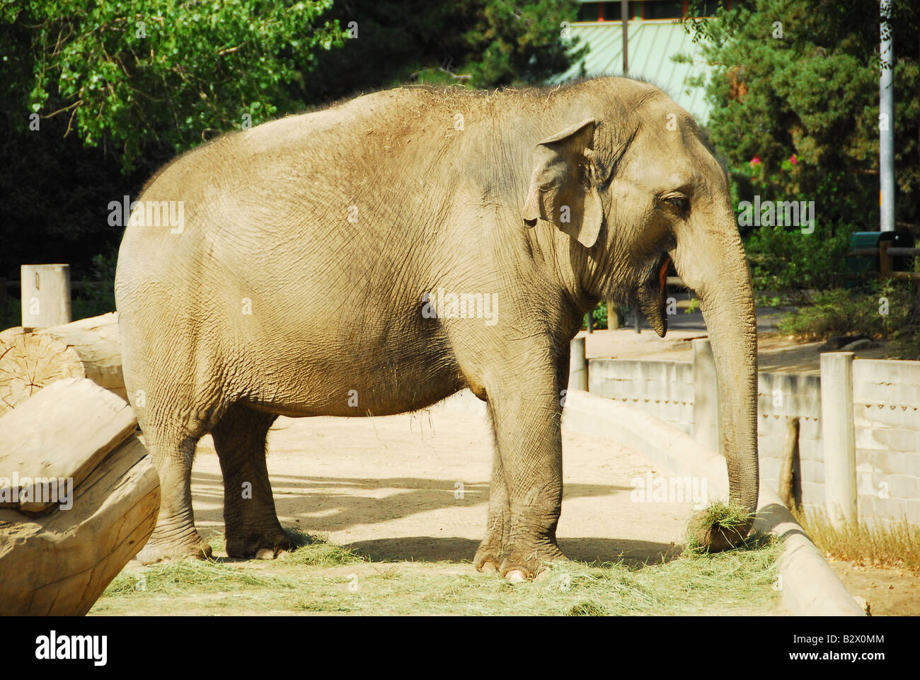 Elephant at the Denver Zoo, USA Stock Photo - Alamy