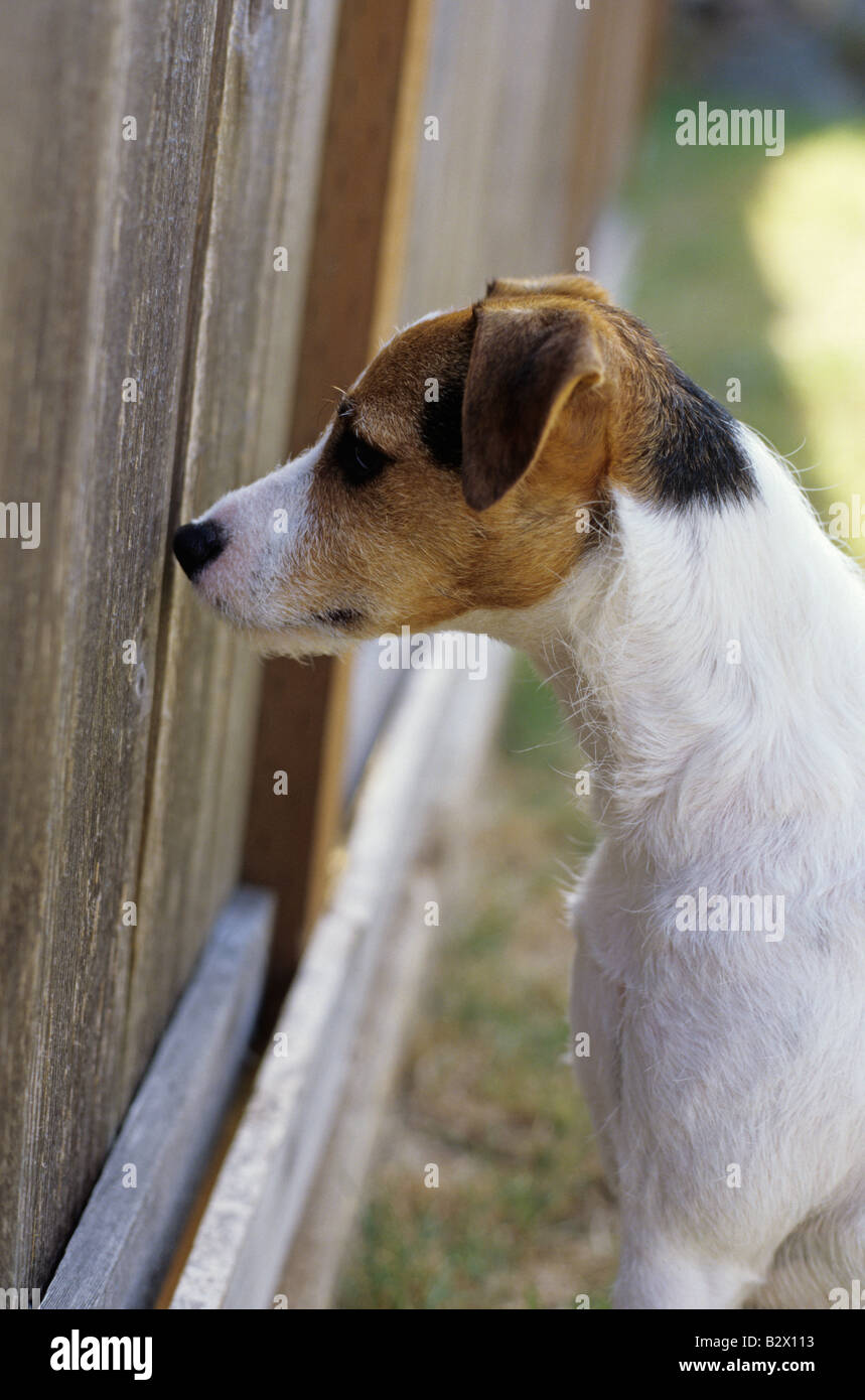 Tall best sale jack russell