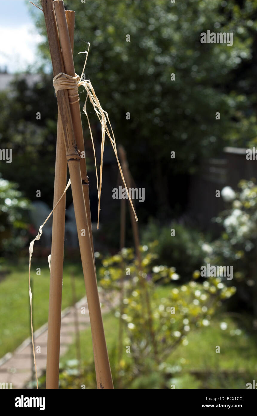 Raffia tying up bamboo cane sticks to prop out vegetable growth in ...