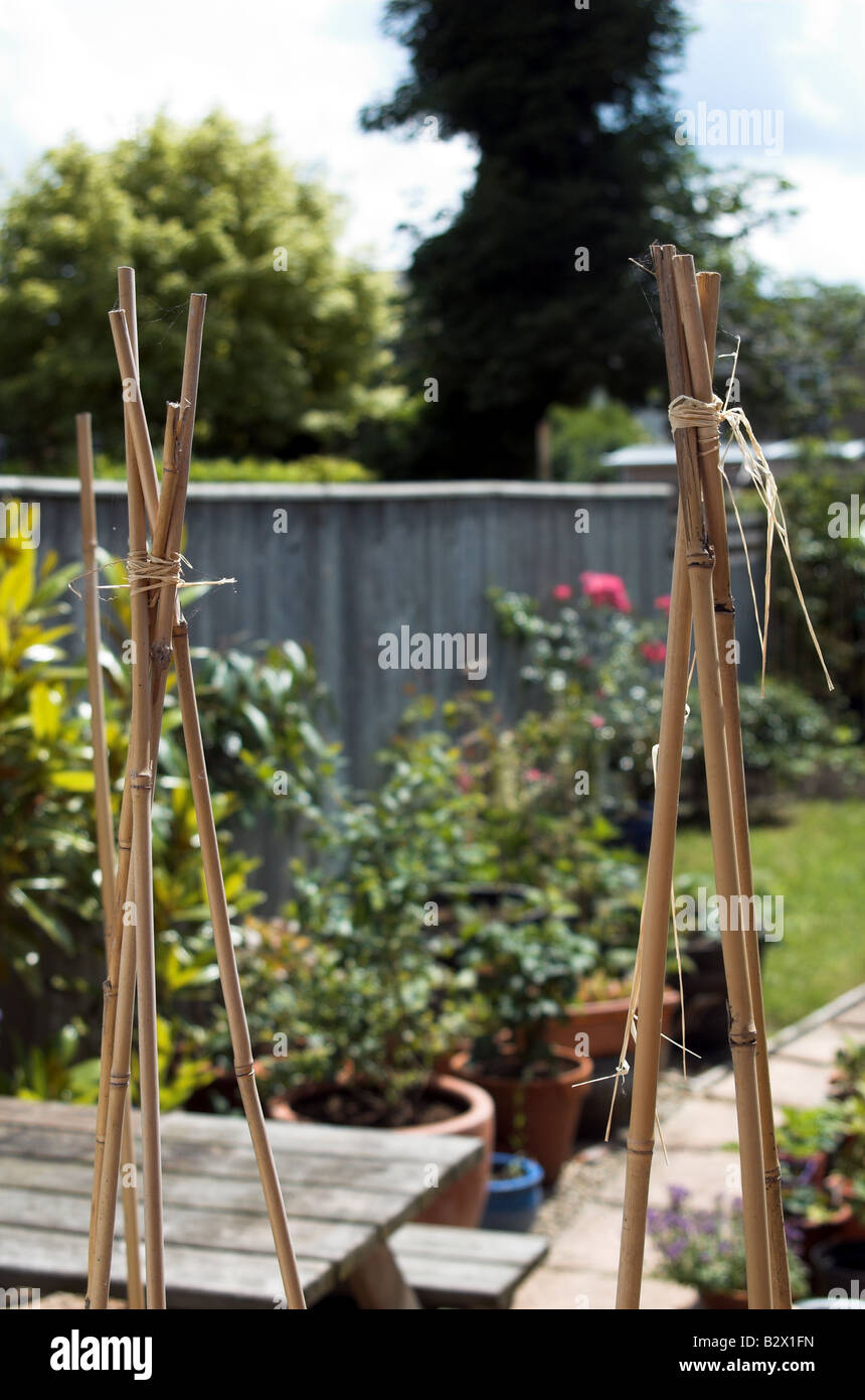 bamboo canes in flowering garden Stock Photo Alamy