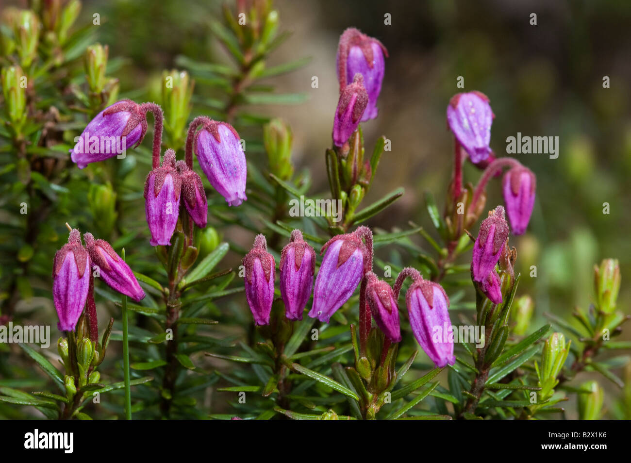 Mountain Blue Heath Phyllodoce caerula flowers Stock Photo