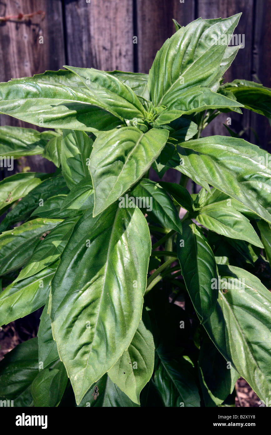 Sweet basil leaves Stock Photo Alamy