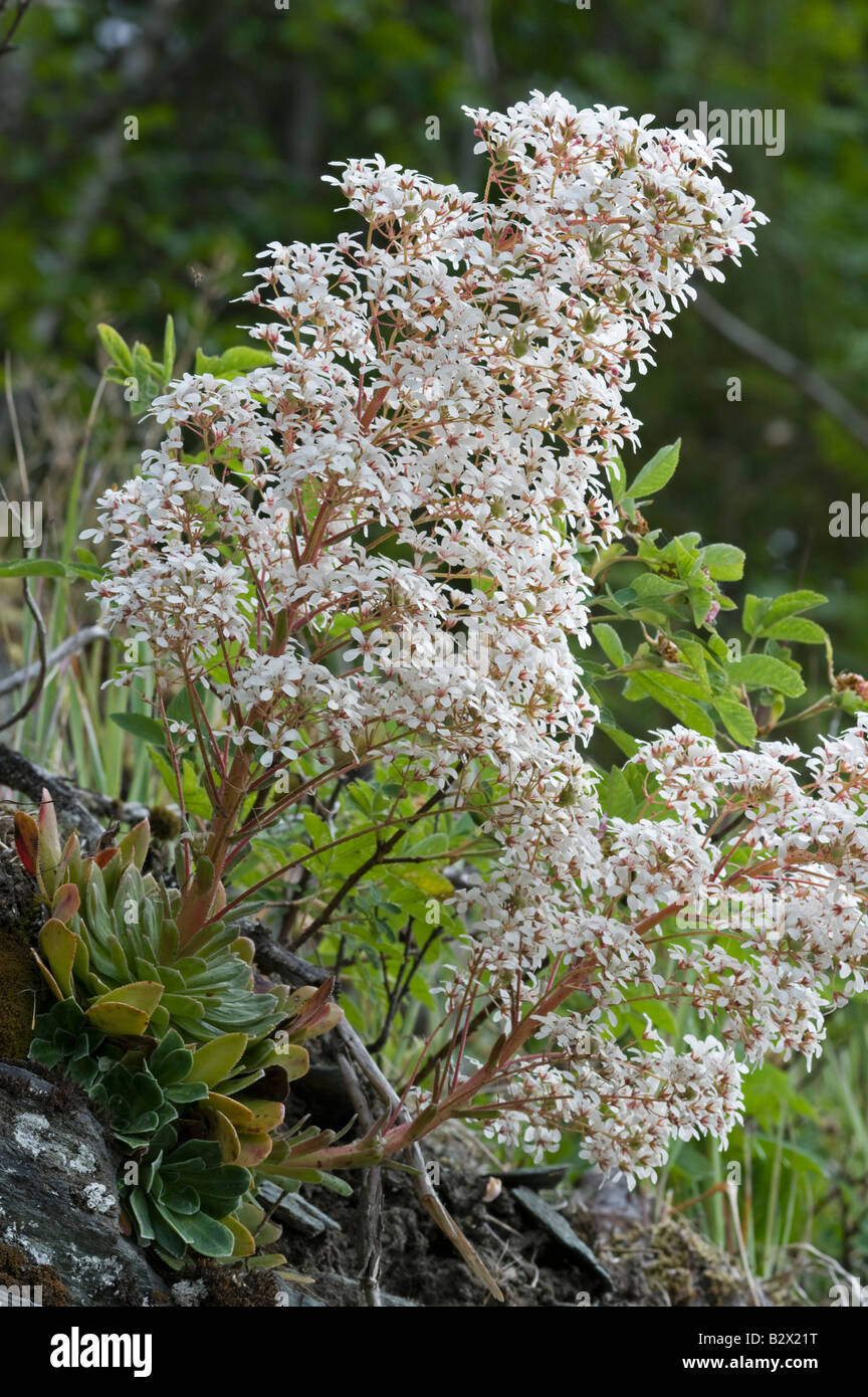 Pyrimidal Saxifrage Saxifraga cotyledon plant in flower Stock Photo