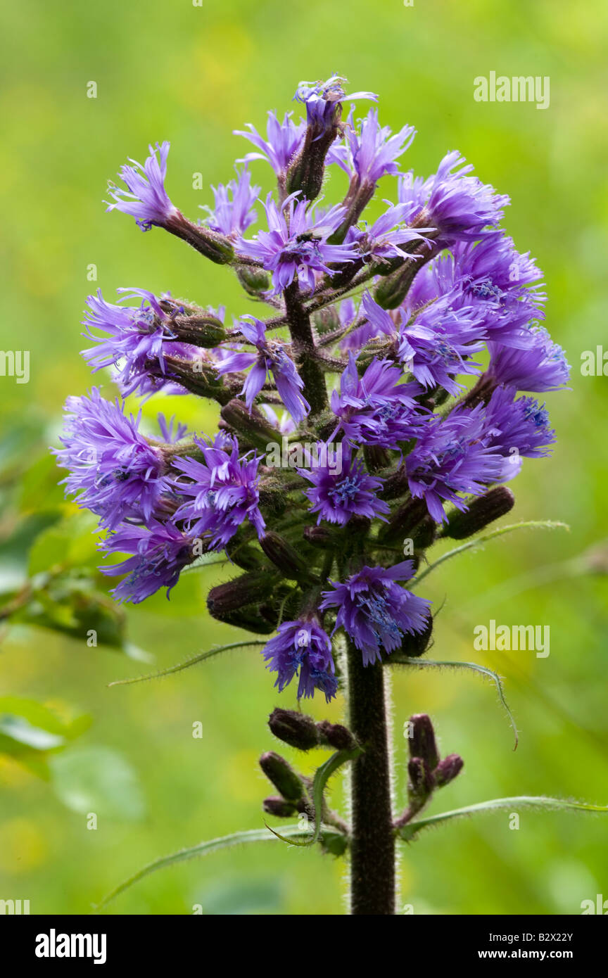 Blue Sow thistle Cicerbita alpina flower detail Stock Photo
