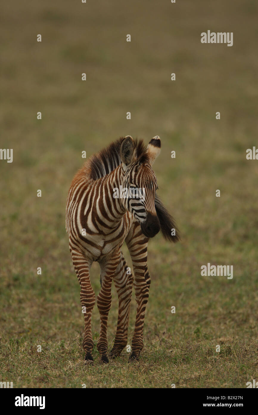 Zebra with young calf hires stock photography and images Alamy
