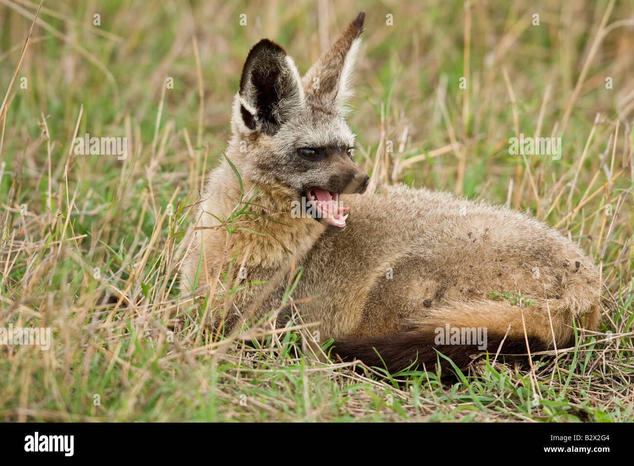 Bat-eared Fox (Otocyon megalotis Stock Photo - Alamy