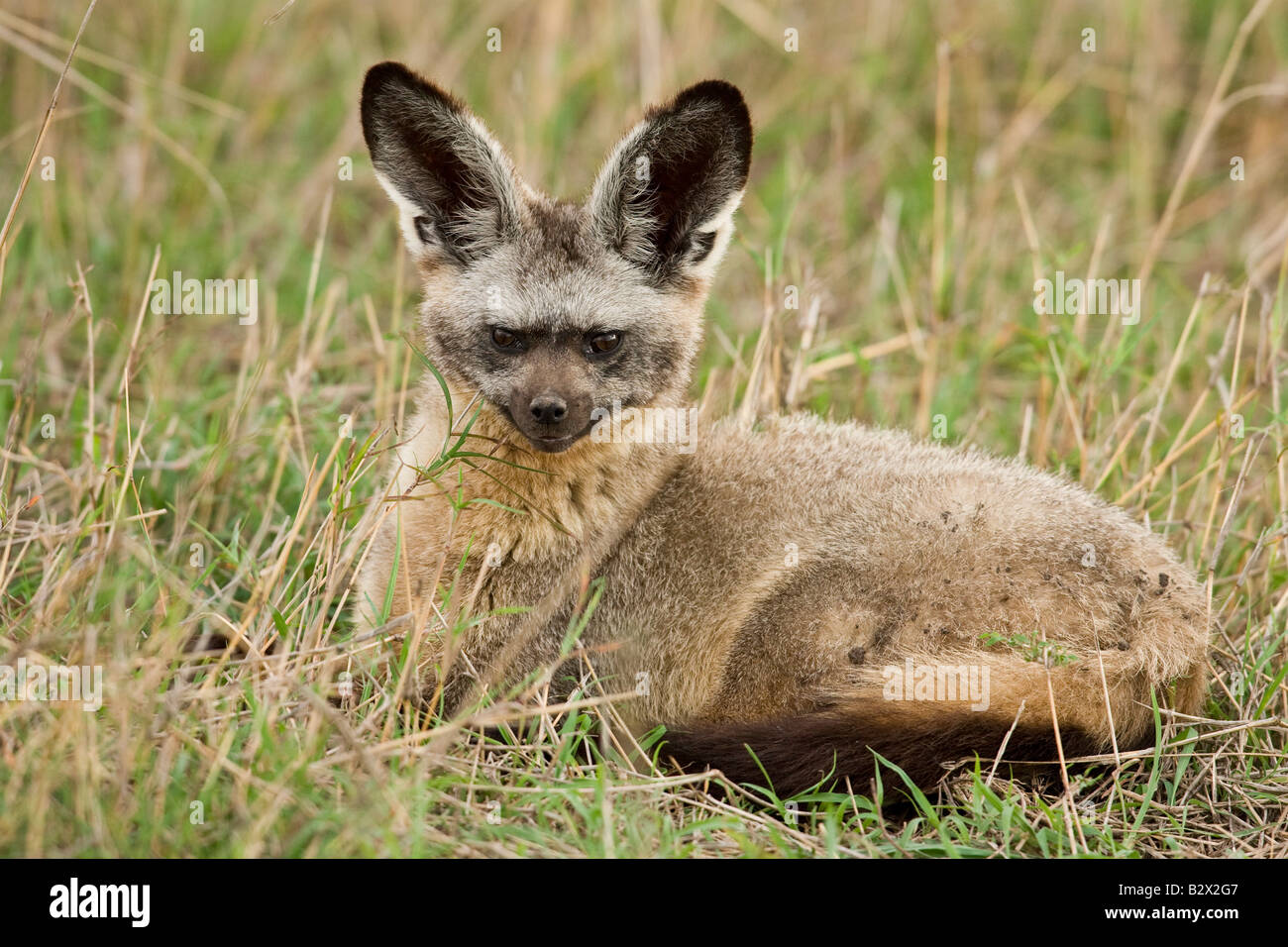 Bat-eared Fox (Otocyon megalotis Stock Photo - Alamy