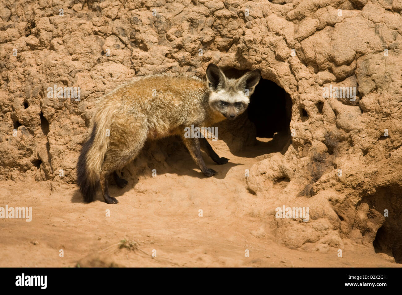 Bat-eared Fox (Otocyon megalotis) mother at the mouth of the den Stock ...